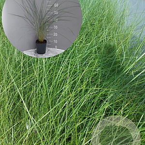 Ammophila arenaria GM 2,0L