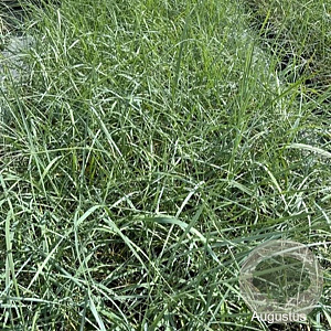 Ammophila arenaria GM 2,0L