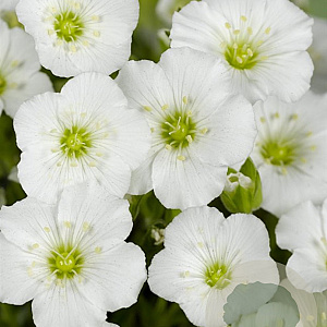 Arenaria montana GM P9