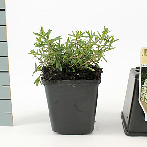 Arenaria montana GM P9