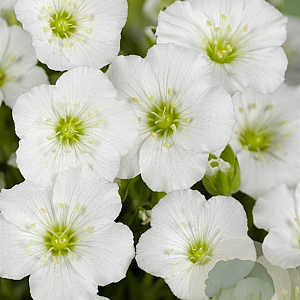 Arenaria montana GM P9