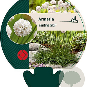 Armeria mar. 'Alba' GM P9