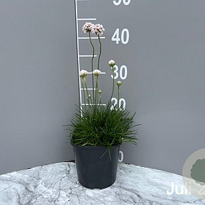 Armeria mar. 'Alba' GM 2,0L