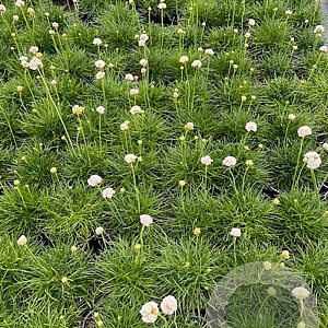 Armeria mar. 'Alba' GM 2,0L