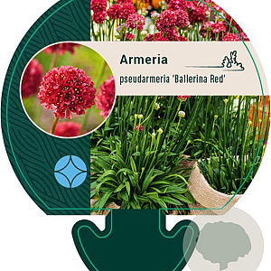 Armeria ps. 'Ballerina Red' GM P9