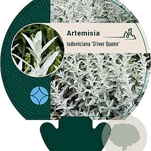 Artemisia lud. 'Silver Queen' GM P9