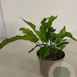 Asplenium scolopendrium GM 2,0L