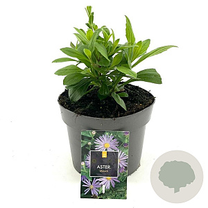 Aster frikartii 'Mönch' GM 2,0L