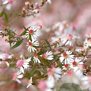 Aster l. 'Horizontalis' GM P9