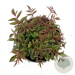 Astilbe (A) 'Astary White' GM 2,0L