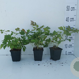 Astilbe c. 'Pumila' GM P9