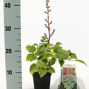 Astilbe c. 'Pumila' GM P9