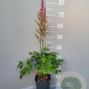 Astilbe c. 'Pumila' GM 2,0L