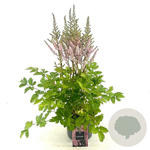 Astilbe c. 'Pumila' GM 2,0L