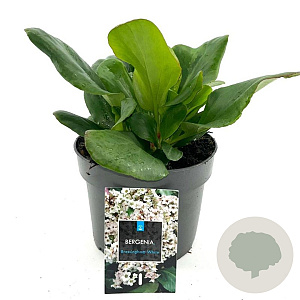 Bergenia 'Bressingham White' GM 2,0L