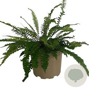 Blechnum spicant GM 2,0L