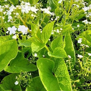Brunnera macr. 'Betty Bowring' GM P9