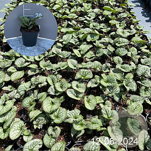 Brunnera macr. 'Jack Frost' GM 2,0L