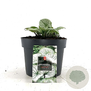 Brunnera macr. 'Jack Frost' GM 2,0L