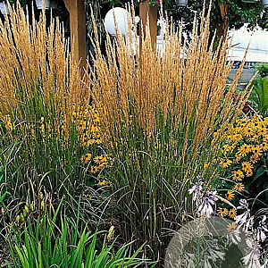 Calamagrostis acut. 'Karl Foerster' GM P9