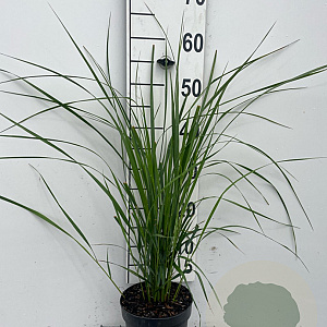 Calamagrostis acut. 'Karl Foerster' GM 2,0L