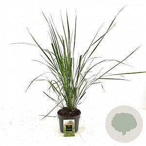 Calamagrostis acut. 'Karl Foerster' GM 2,0L
