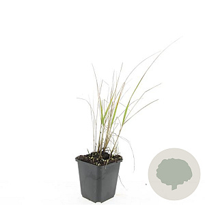 Calamagrostis acut. 'Karl Foerster' GM P9