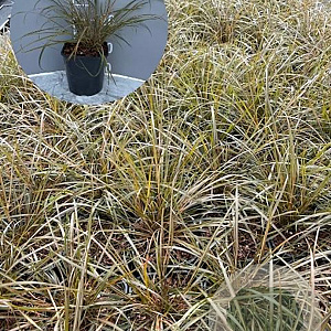 Calamagrostis arundinacea GM 2,0L