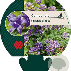Campanula glom. 'Superba' GM P9