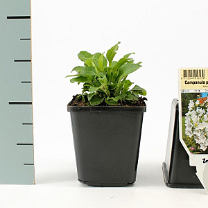Campanula pers. 'Alba' GM P9