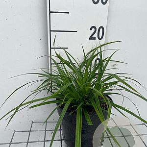 Carex morrowii GM 2,0L