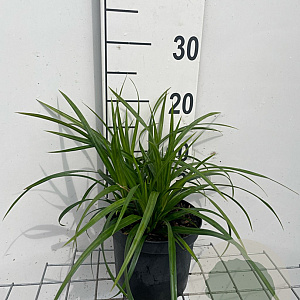 Carex morrowii 'Irish Green' GM 2,0L