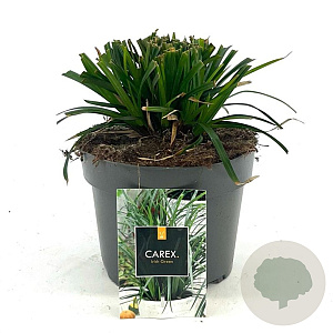 Carex morrowii 'Irish Green' GM 2,0L