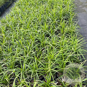 Carex morrowii 'Irish Green' GM 2,0L