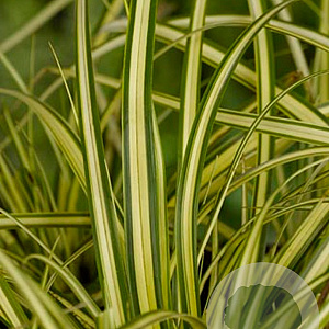 Carex oshim. 'Evergold' GM P9