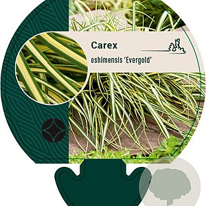 Carex oshim. 'Evergold' GM P9