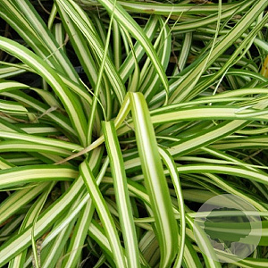 Carex oshim. 'Evergold' GM P9