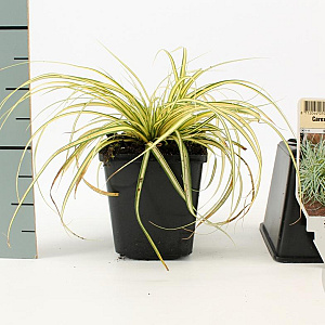 Carex oshim. 'Evergold' GM P9