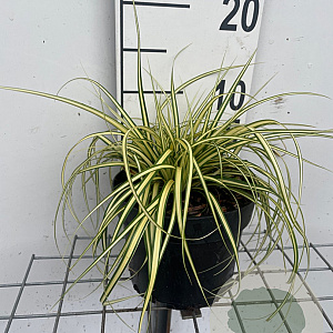 Carex oshim. 'Evergold' GM 2,0L