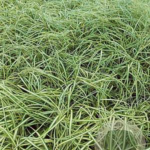 Carex oshim. 'Evergold' GM 2,0L