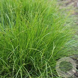 Carex remota GM P9