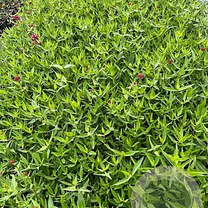 Centranthus ruber 'Coccineus' GM 2,0L