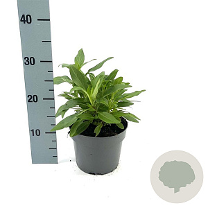 Centranthus ruber 'Coccineus' GM 2,0L