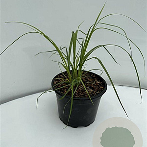 Cortaderia s. 'Rosea' GM 2,0L