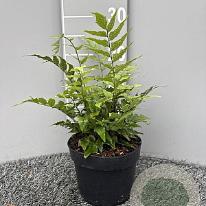 Cyrtomium fortunei GM 2,0L