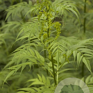 Datisca cannabina GM P9