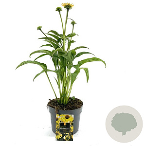 Echinacea purpurea GM 2,0L