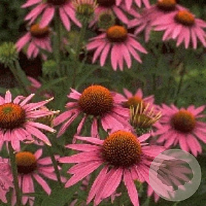 Echinacea p. 'Magnus' GM P9