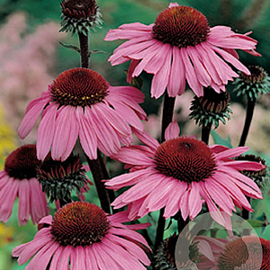 Echinacea p. 'Magnus' GM P9