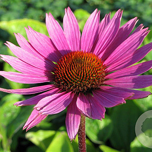 Echinacea p. 'Magnus' GM P9